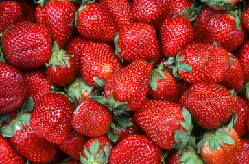 Fraise, fraisier, Fragaria vesca