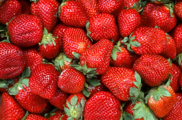 Fraise, fraisier, Fragaria vesca