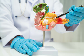 Liver with gallbladder, pancreas spleen and duodenum, Asian doctor holding human anatomy model for study diagnosis and treatment in hospital.