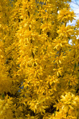 Forsythia, haie, forsythia spp.