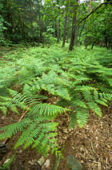 Fototapeta premium Athyrium filix femina, Fougère femelle