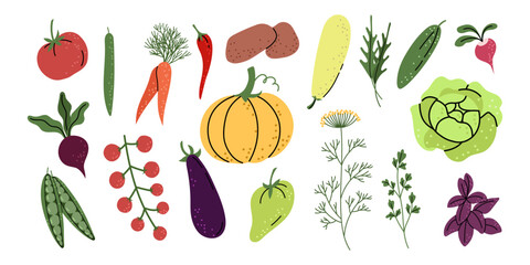 Fototapeta premium Set of isolated colorful vegetables and herbs including a pumpkin, tomatoes, carrots, and cabbage. Perfect for healthy food and nutrition concepts. Vector illustration