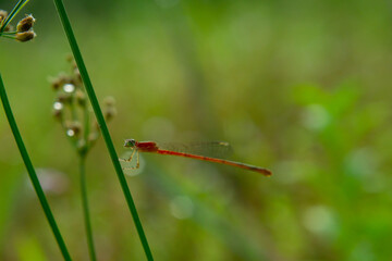 dragonfly on grass