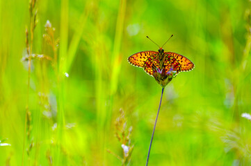 A vibrant butterfly with intricate orange and black patterns rests delicately on a flower bud, amidst a lush green background. The surrounding foliage is softly blurred, calm and natural.