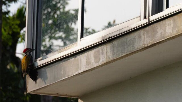 Greater Flameback woodpecker perched on the window frame of a building	