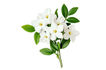 Fresh white jasmine flowers with green leaves on a black background, cut out