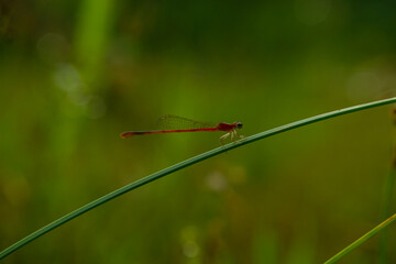 dragonfly on a green leaf