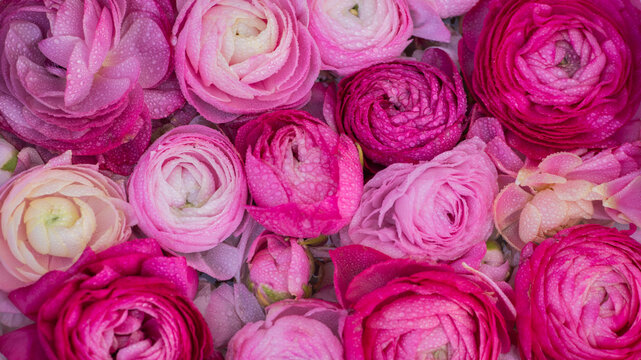 Fototapeta background with close up of pink ranunculus flowers with water drops on petals