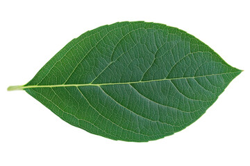 Obraz premium Detailed close-up of a green leaf on black background, cut out