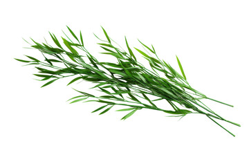 Fototapeta premium Fresh green willow branch with vibrant leaves isolated on black background, cut out