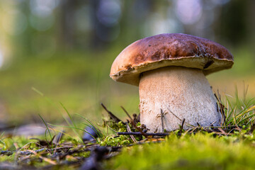 Closeup of a wild porcini mushroom growing in a Finnish forest. Boletus edulis fungus on a green moos floor. Southern Finland, Kymenlaakso, Europe. Copy space. Selective focus