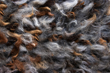 Closeup of natural alpaca wool fleece in shades of brown, gray, and white. Detailed texture of...