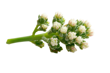 Close-up of green succulent plant buds with tiny white flowers, cut out