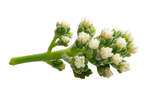 Close-up of green succulent plant buds with tiny white flowers, cut out