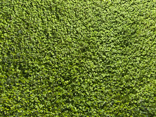 Photographic documentation of a lush green lawn after a fresh cut.