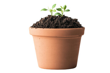 Young green seedlings in a terracotta pot with fresh soil, cut out