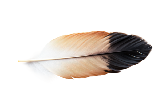 Close-up of a multicolored feather with black, brown, and white hues, cut out