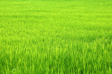 Lush Green Rice Field Under Bright Sunlight in Vibrant Landscape