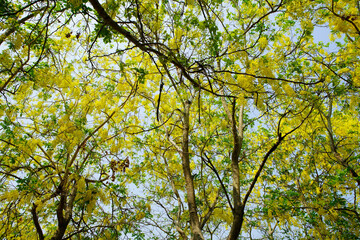 Lush Canopy of Yellow Blossoms Illuminated by Gentle Sunlight