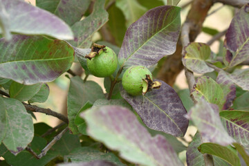 Guava fruit - Fresh guava fruit on a tree ready for harvest, close up guava fruit, Capture of guavas hanging on the tree's branch. Hanging guava fruit. Close up of Hanging fruits.