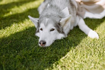 Relaxed Husky Dog Lying on Green Grass Under Natural Light