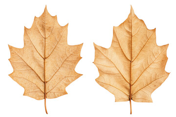 Obraz premium Two dried maple leaves isolated on white background, cut out