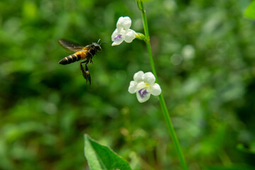 bee on a flower, Apis andreniformis
