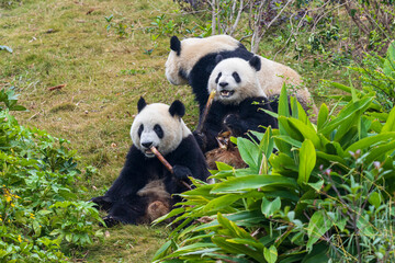Chengdu, Sichuan, China. 10-28-2024.  Panda in the panda conservation center  in Chengdu, China.