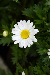 Fototapeta premium white Common daisy beautiful flowers with blur green background in garden, White beautiful daisies on a field in green grass, Oxeye daisy, Leucanthemum vulgare, Daisies, Dox-eye, Dog daisy in nature