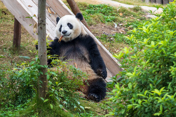 Chengdu, Sichuan, China. 10-28-2024.  Panda in the panda conservation center  in Chengdu, China.