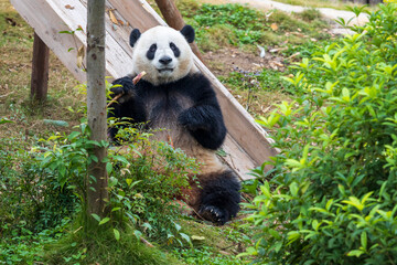 Chengdu, Sichuan, China. 10-28-2024.  Panda in the panda conservation center  in Chengdu, China.