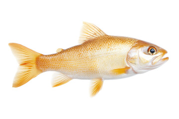 Fototapeta premium Close-up of orange fish with detailed scales and fins, cut out