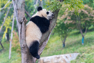 Fototapeta premium Chengdu, Sichuan, China. 10-28-2024. Panda in the panda conservation center in Chengdu, China.