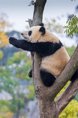 Chengdu, Sichuan, China. 10-28-2024.  Panda in the panda conservation center  in Chengdu, China.