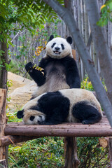 Chengdu, Sichuan, China. 10-28-2024.  Panda in the panda conservation center  in Chengdu, China.