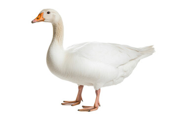 White goose standing with orange beak and feet on white background, cut out