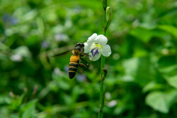 bee on a flower, Apis andreniformis
