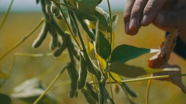 Farmer inspecting soybean crop pod