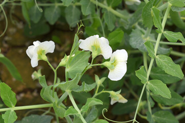 Flowering pea plant. White flowers closeup. Flower of pea plant close up. Natural green pea plants as spring background, peas plant flower closeup, peas blossom closeup white flower on vegetable plant