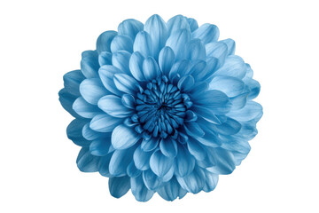 Obraz premium Close-up of a vibrant blue chrysanthemum bloom against black background, cut out