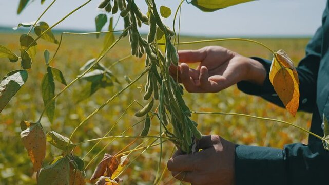 Farmer inspecting soybean pod with his hands