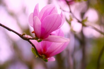Fototapeta premium Magnolia branch with pastel flowers in full bloom in the spring