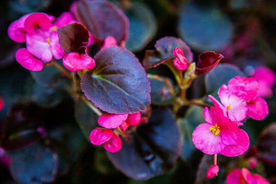 Pink flowers