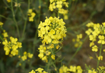 Mustard flower field is full blooming, yellow mustard field landscape industry of agriculture, mustard flowers closeup photo, Oil seed crop cultivation in Pakistan, Full Blooming Yellow Mustard Flower