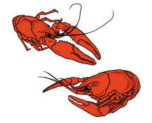 Two Boiled Crawfish Illustration