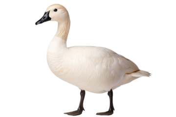 Portrait of a majestic white swan standing gracefully, cut out