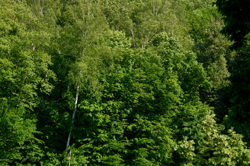 Breathing spring forest full of freshness and delicate gentle green colors