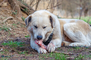 Beige furry dog gnawing on bone in natural forest environment