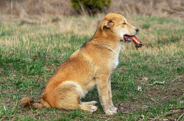 Brown-haired dog sits on grass with bone in its teeth