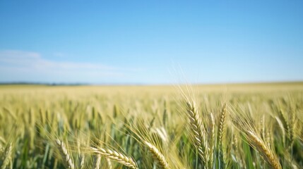 Obraz premium Golden wheat sways gently in sunlight under expansive blue sky,